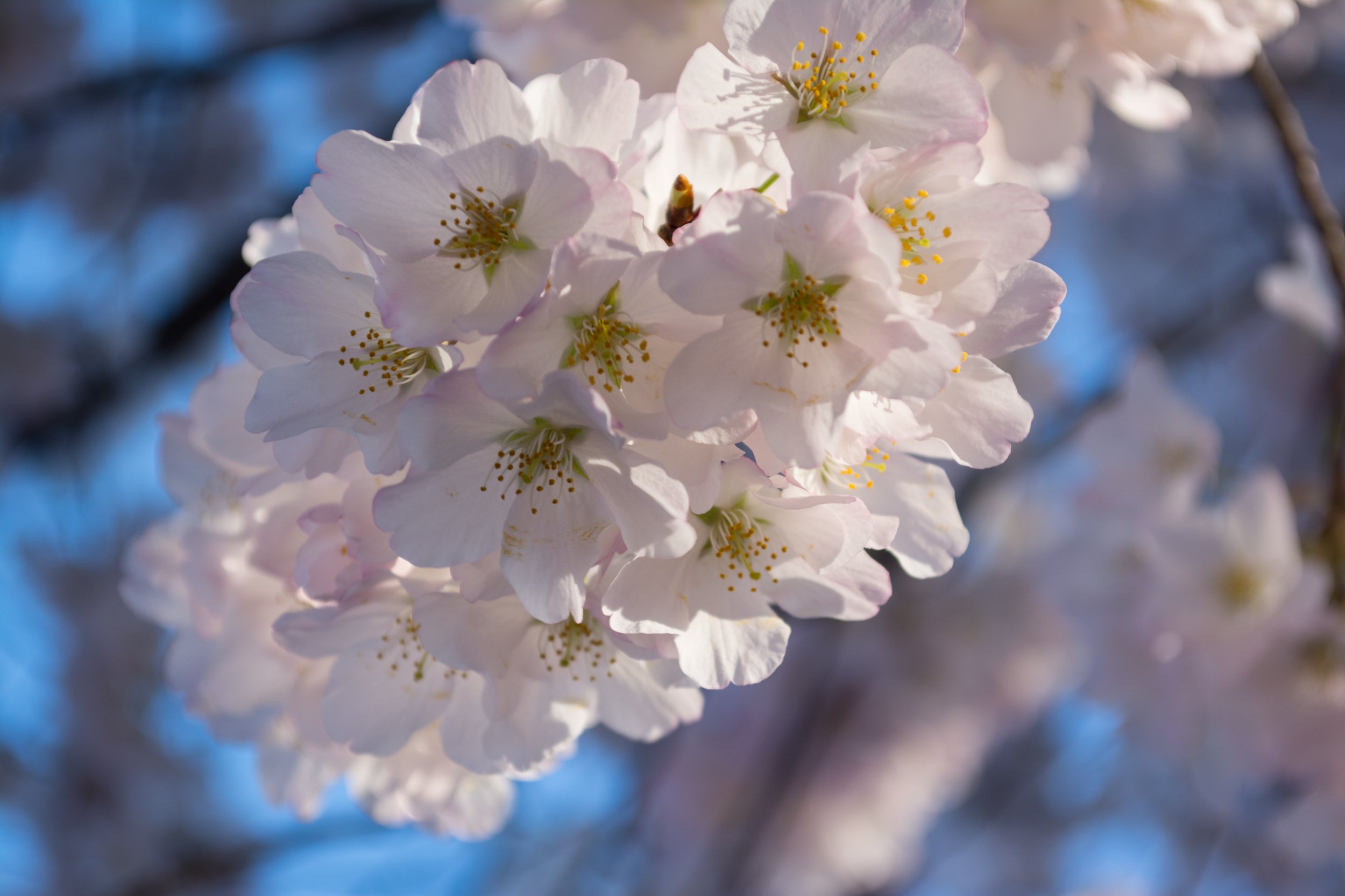 cherry blossom image